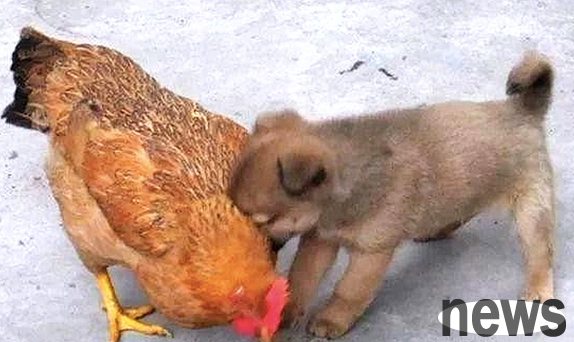 The hen and the little local dog fought, but unexpectedly the dog won the fight in the end. The dog said: You think we are sick cats!