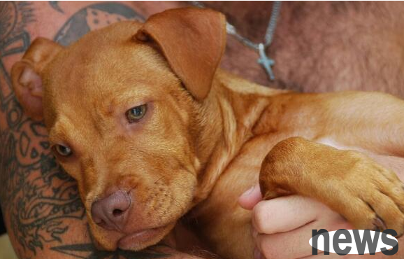 How to treat dog vomiting? Let me tell you the answer!