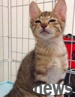 A cat with fierce breasts will bite whenever someone touches it: Don t touch me, I m very fierce!