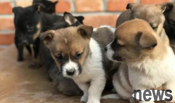 How do you tell when your dog has given birth? Masters, come and learn!