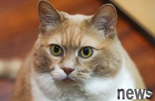 Super inspiring! Lazy, fat cat lost weight in three years and successfully transformed into a strong, thin cat