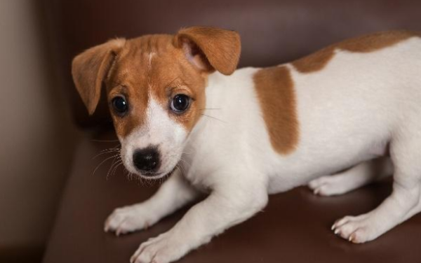 Learn how to remove and prevent dental calculus in dogs~