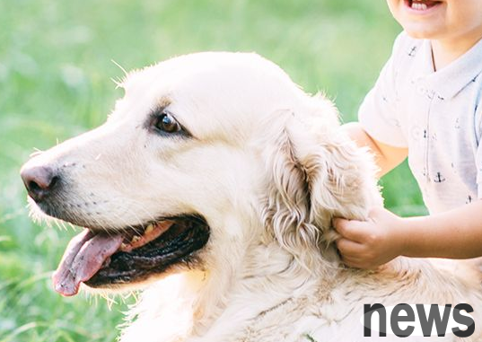 What are the benefits of keeping a pet dog? Expert: It can make your heart healthier