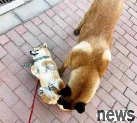 When a Shiba Inu encounters a vicious dog, he immediately lies on the ground to pretend to be a 
