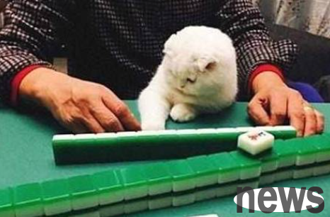 The folded-eared cat plays mahjong with its owner and analyzes the cards. Players praise him as a lucky cat