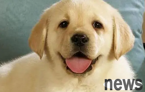 What are the dogs that look like Samoyeds | This kind of dog looks very similar to Samoyeds, but it is actually very popular in the circus