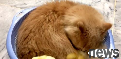 The orange cat treats the two chicks as children and grooms and takes care of them himself