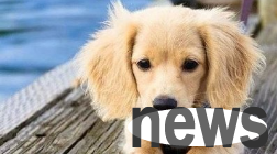 Calling on the country to enact an animal protection law for cats and dogs | National People’s Congress representative Zheng Xiaohe suggested banning the slaughter of cats and dogs