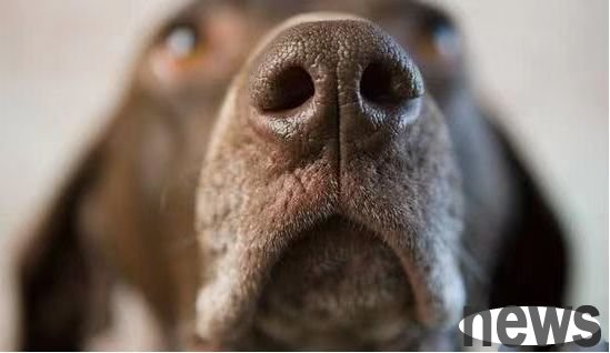 If you have a good relationship with your dog, you can tell by touching it in these 5 places. If it doesn’t bite you, it means it likes you.