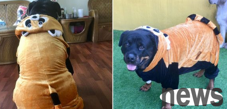 Soul torture: Can cats and dogs at home drink coffee?