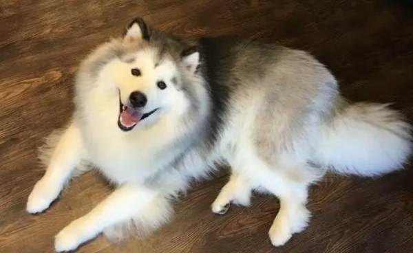 A foreign beauty has a big dog, and it’s not appropriate for passers-by to look at her.