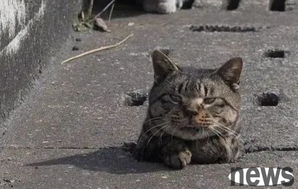 Cats gathered around the sewer and witnessed Meow’s humiliating moment