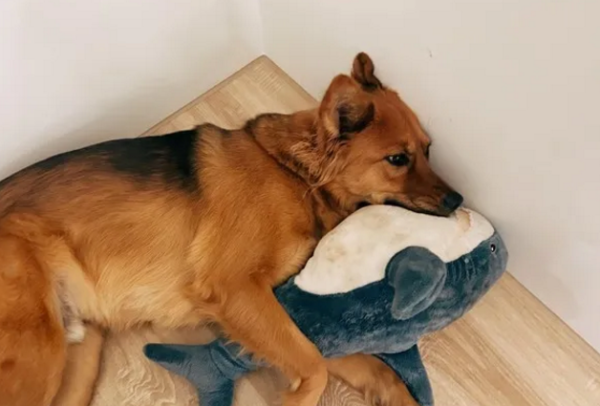 My husband is allergic to dog hair. Sorry, I can only send 