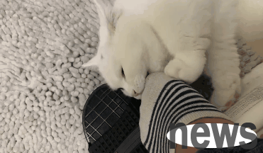 The cold and mysophobic cat owner is actually interested in the stinky feet of the scavenger!