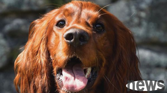 I found a dog tombstone and read about his life...he is a true hero!