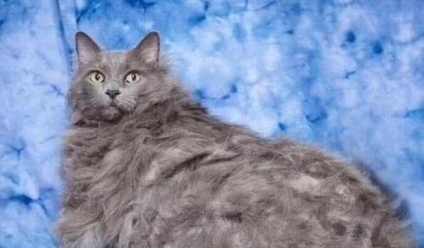 The girl was pregnant and sent the cat to her grandmother s house. When she saw it, she thought it was puffy and became uneasy after shaving it.