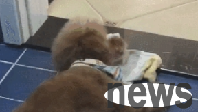 Teddy wiped his face with a pure cotton towel with ease, left and right. It was the first time I saw a dog that loves cleanliness so much!