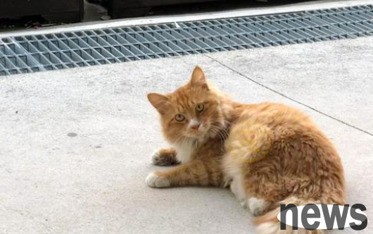 A stray orange cat who was born with only two legs was abandoned by his mother and now lives a more exciting life than anyone else