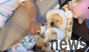 The owner coaxes the dog to sleep at home and treats it properly as a son. Netizen: Dog birth is different from life.