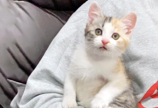 The sick kitten was abandoned by its mother cat, took its human brother as its mother, and followed him home all the way