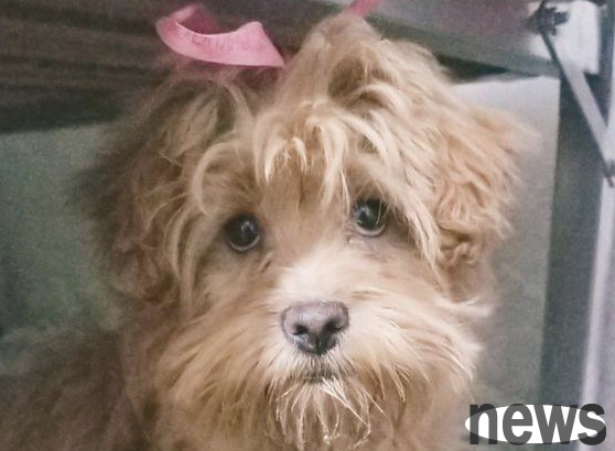 After giving away the stray dog ​​I found, I didn’t know that I heard its barking at the door just ten minutes after I entered the house.