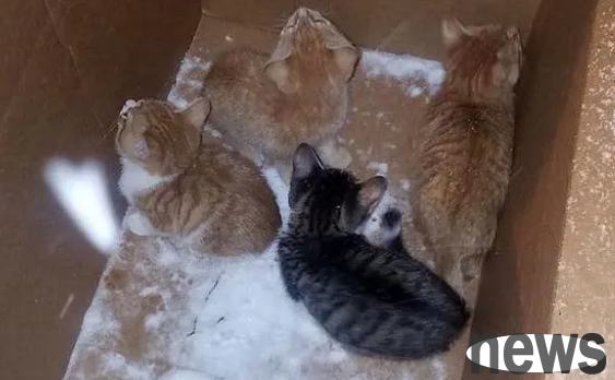 A litter of kittens was abandoned and shivering in the snowstorm