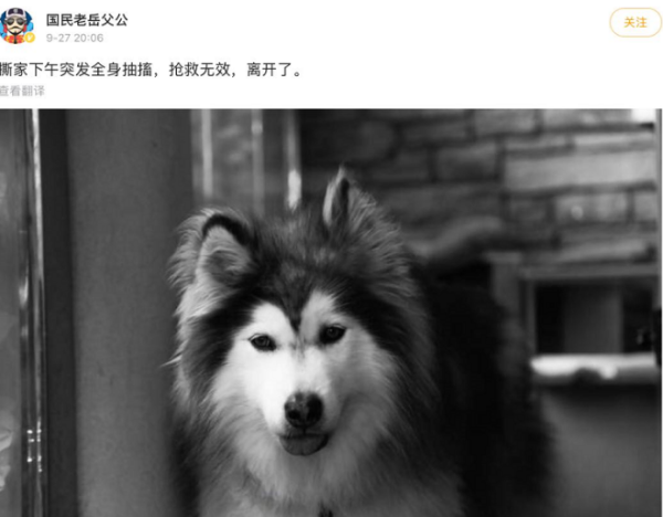 A dog with millions of internet followers suddenly convulsed and died! Daily living in luxury houses with dedicated swimming pools