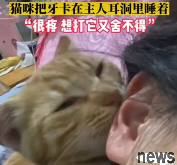 This is true love! A woman in Hefei, Anhui, has a little cat at home that often sucks and plays with her ears.