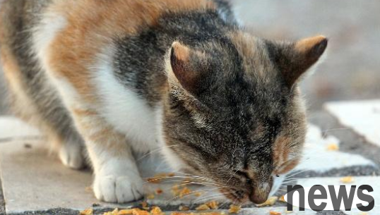 The cat was lying motionless on the ground with its arms and legs spread out. A kind-hearted person thought something had happened to it and took a closer look...