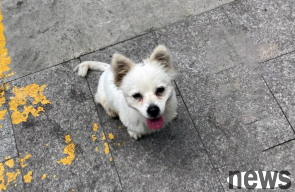 A dirty dog s fate was changed by a piece of grilled sausage. After being brought home, he stayed by his owner s side every day