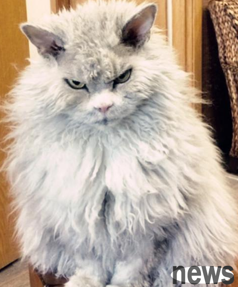 The shit-sweeper posted a photo of his cat, and his hair is particularly eye-catching: The legendary scumbag got a tinfoil perm?