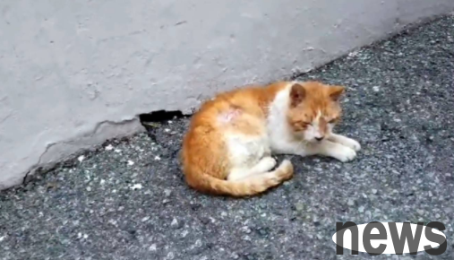 The stray cat refused to leave the door. After being rescued, its weakness was revealed. It turned out...