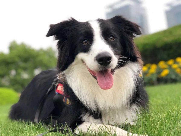 Bian Mu is clearly ranked number one in business intelligence, so why can’t he become a police dog?