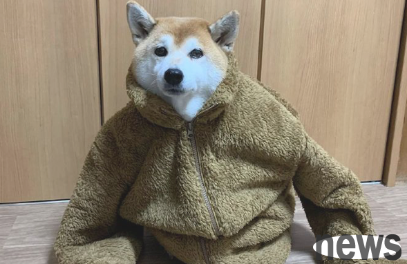 The owner put human clothes on the dog, but it sat there and couldn t move. Dog: Take it off quickly!