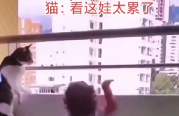 The cat is taking care of the baby at home, and netizens say the cat is really worried