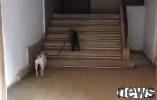 The pet cat does everything for its owner and helps walk the dog every day