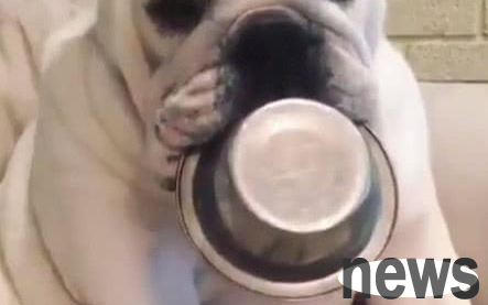 The dog held the rice bowl in its mouth and waited for its owner to prepare the meal. After the owner prepared it, he was already squatting down and sleeping!