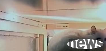 The cat started talking, and the neighbor was very happy. The old lady used the video as proof