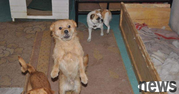 Liuzhou Stray Dog Adoption | Adopt instead of buying, give stray cats and dogs a home