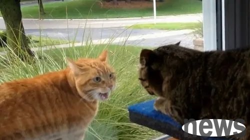 The orange cat played a 