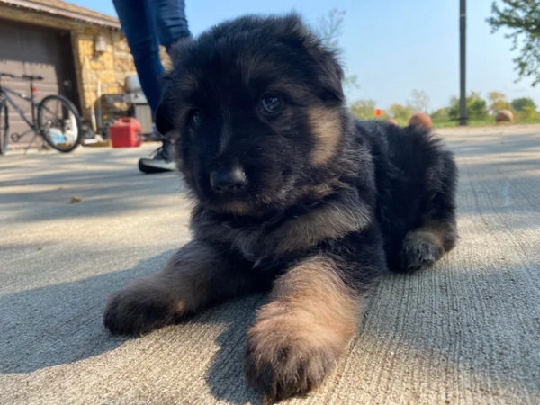 I thought I was raising a small dog, but one year later it weighed 190 pounds... hahaha