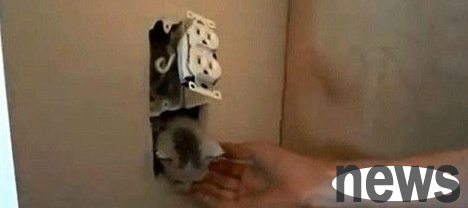 A cat meows from the wall inside the house, and the kitten is eventually dug out from behind the electrical socket.