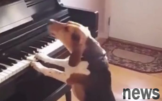 The puppy s ability to imitate is very good. When he plays the keyboard, he looks like a dog, but the sound is not very good.