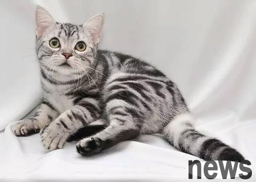 Solutions to cats’ random excretion, in-depth analysis, and rescue of poop scavengers