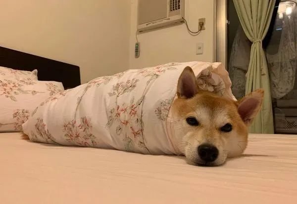 The owner bought a new bed for the puppy. When the golden retriever saw it, he became jealous and pushed it on!