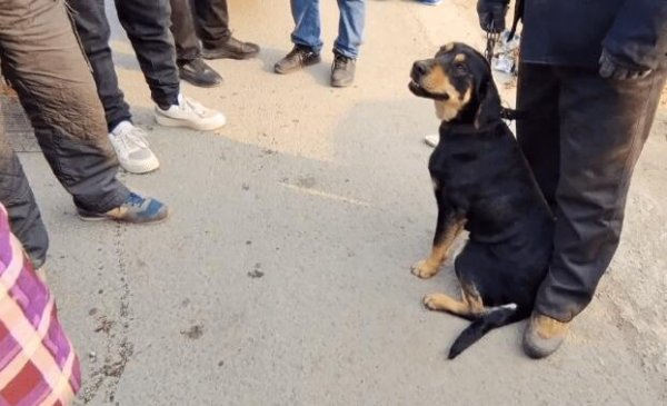 The black dog feels abandoned and looks at his owner helplessly